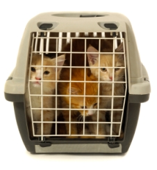 image of kittens in cat carrier