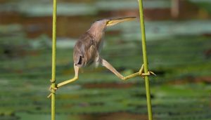 Image of a bird balancing on two stems