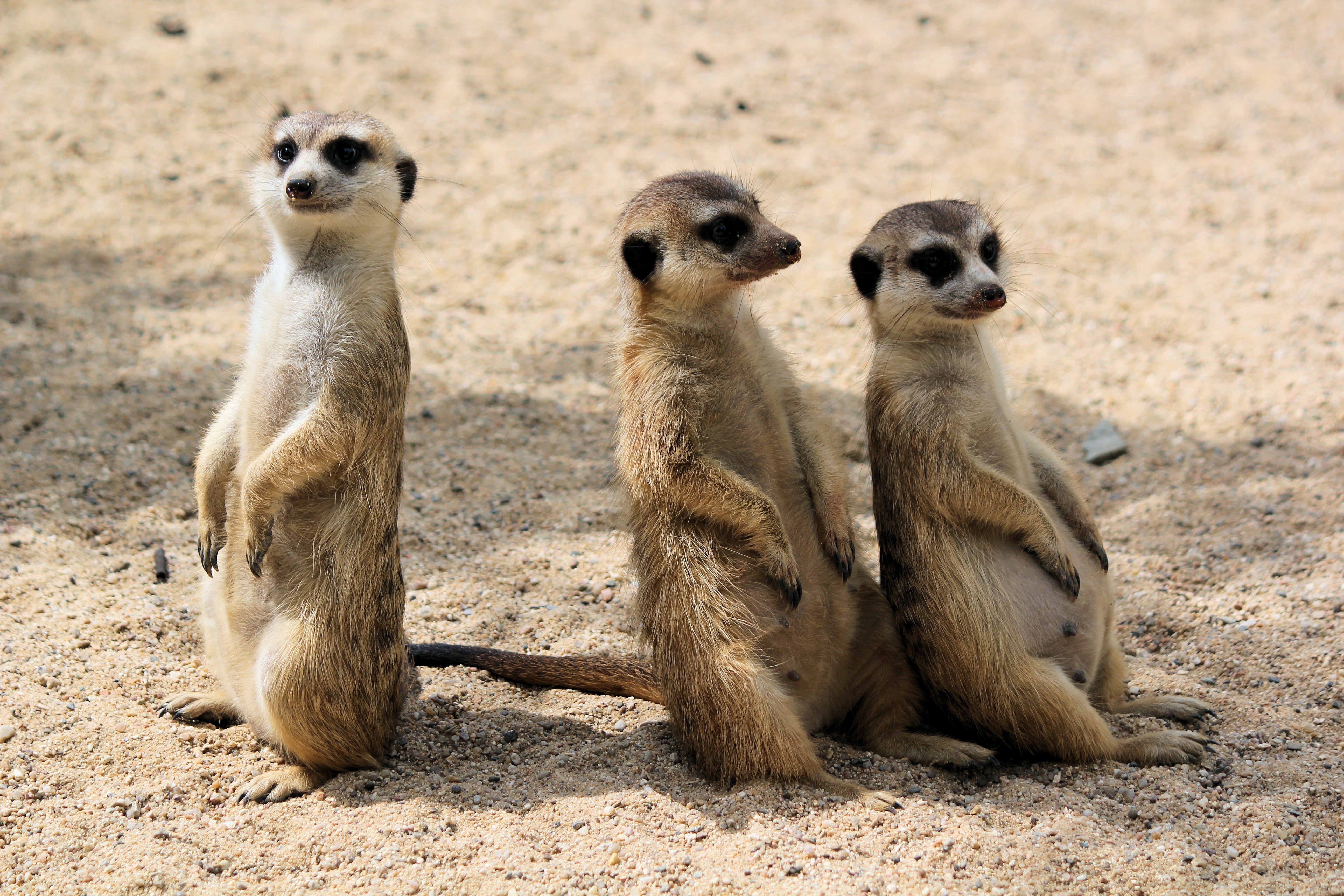 picture of three meerkats
