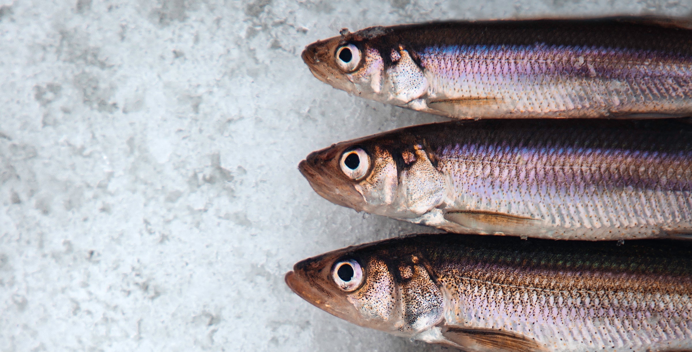 Image of mullet fish