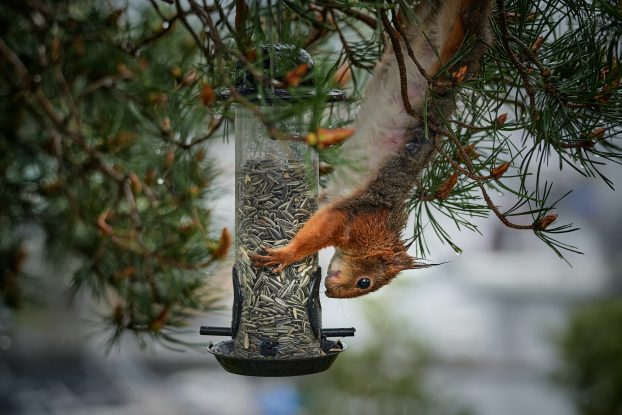 Photo of a squirrel in a bird feeder